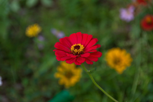 花朵