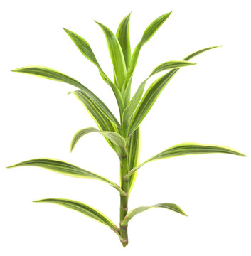 熱帶龍血樹植物白色隔離