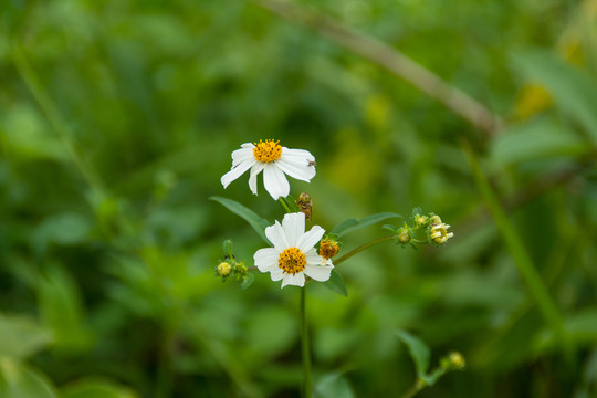 花朵與蜜蜂