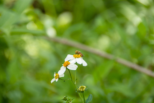 花朵與蜜蜂