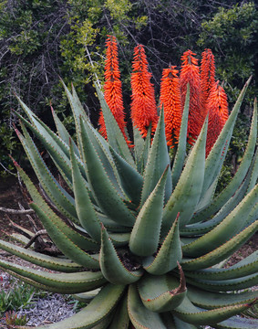 蘆薈succotrina - Aloe Vera橙花