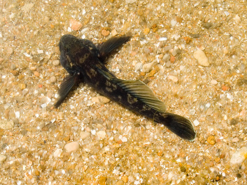 大頭魚。