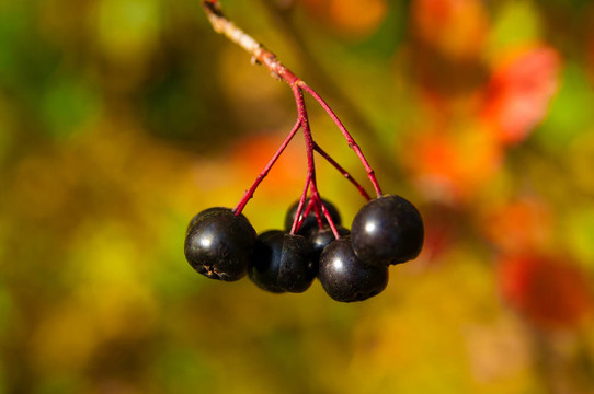 成熟的黑chokeberry