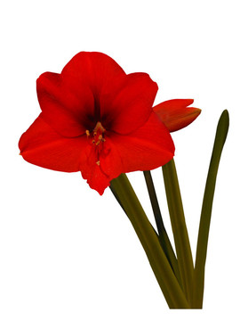 紅孤挺花；花