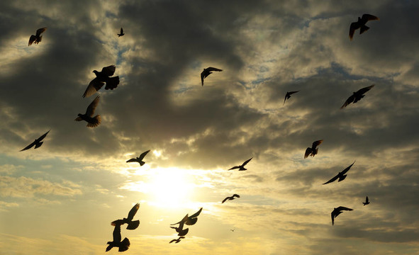 鳥兒在天空