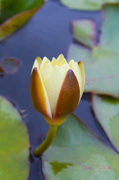 水百合
