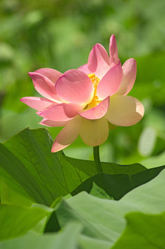 神圣的蓮花