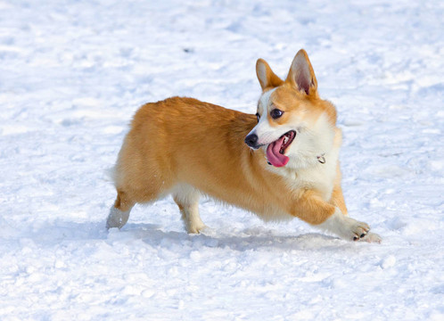 ？embroke威爾士柯基犬