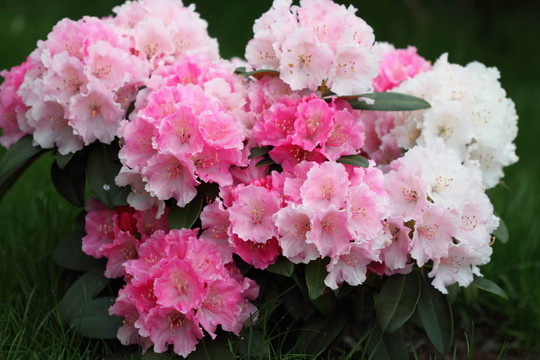 杜鵑花