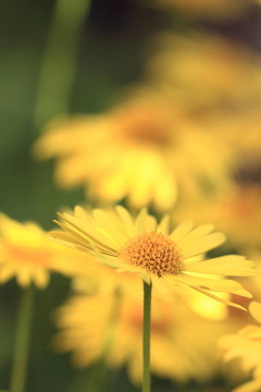 黃camomiles