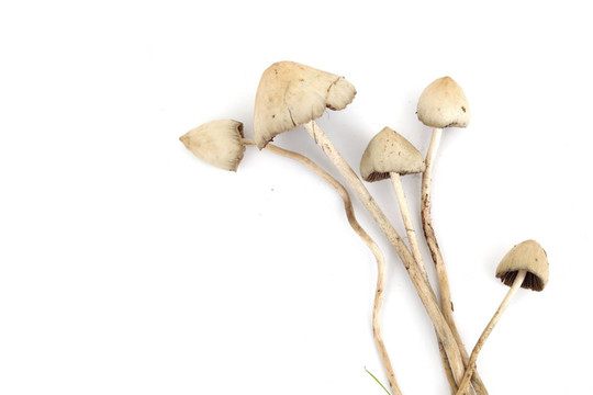 裸蓋菇semilanceata