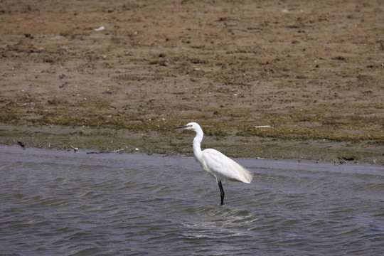 白鷺；Aigrette Garzette