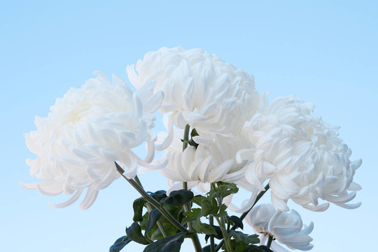 白色蓬松的菊花