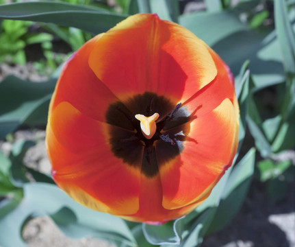 一個郁金香花