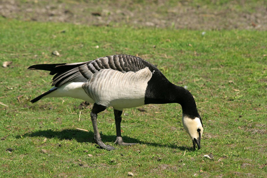 藤壺鵝（黑雁leucopsis）