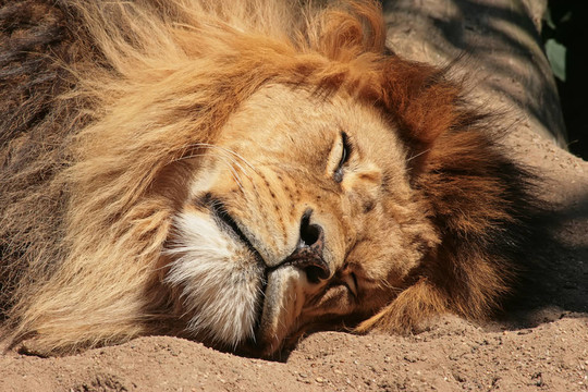 沉睡的雄獅（Panthera leo）