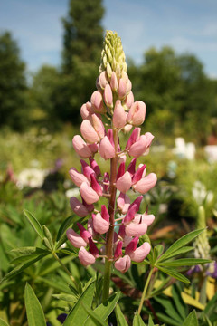 盧平或Lupine
