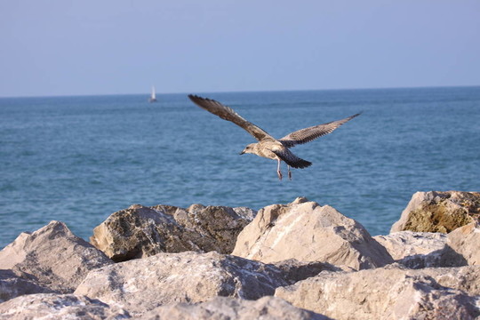 年輕的海鷗；海鷗