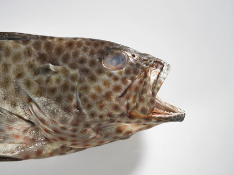 魚