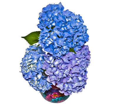 五彩繡球