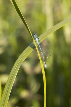 Coenagrion puella