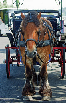 皇家馬