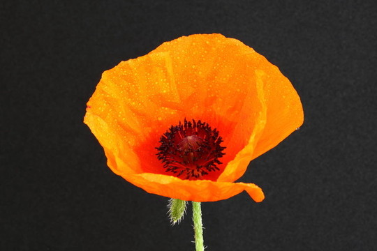 Papaver（罌粟）