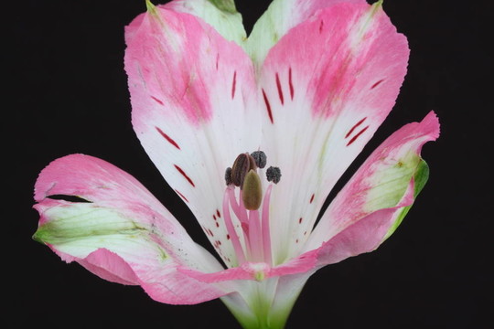 Alstromeria