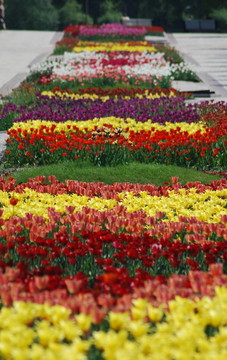 五顏六色的郁金香花圃行-城市公園