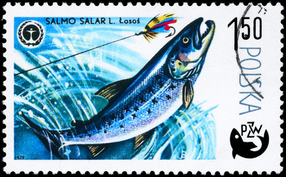 波蘭大約1979的鮭魚