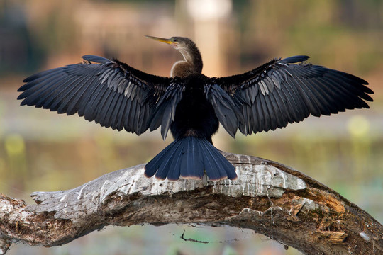 Anhinga（Anhinga anhinga）