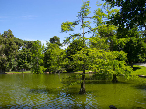 池塘中間的樹
