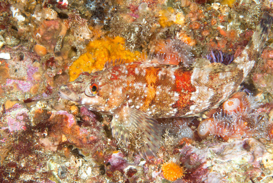活礁彩魚(yú)