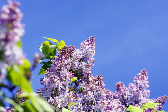 Lilac bush與天空