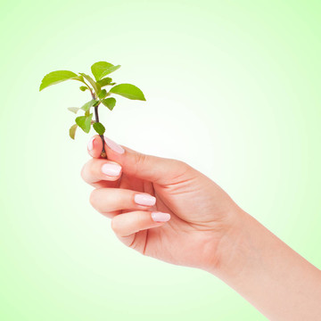 綠色植物在手