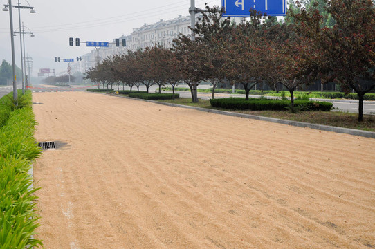 準(zhǔn)備收割小麥