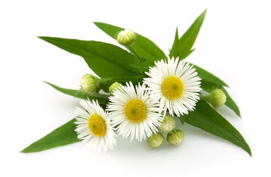 木藍(lán)甘菊