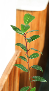 月桂月桂樹(shù)