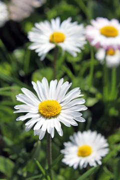 雛菊