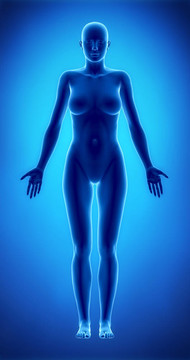 在解剖位置anteriror觀的女性形象