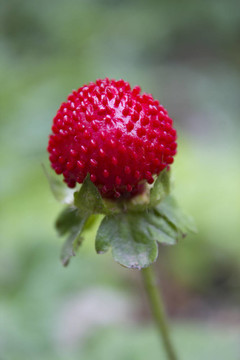 野草莓