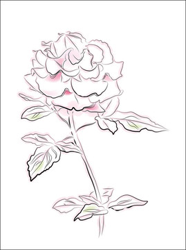 粉紅玫瑰經(jīng)典插畫