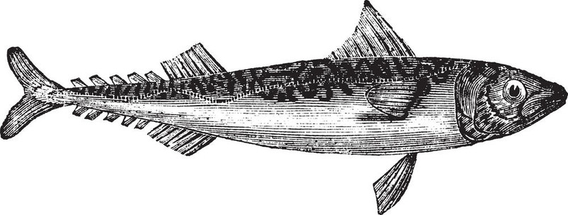 大西洋鯖魚、鮐鲅魚復(fù)古雕刻