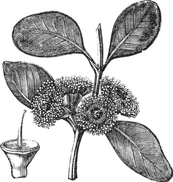 Bell fruited Mallee或桉樹(shù)preissiana復(fù)古雕刻；