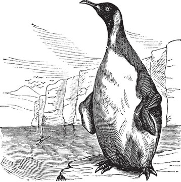 國王企鵝Aptenodytes patagonicus復(fù)古雕刻或