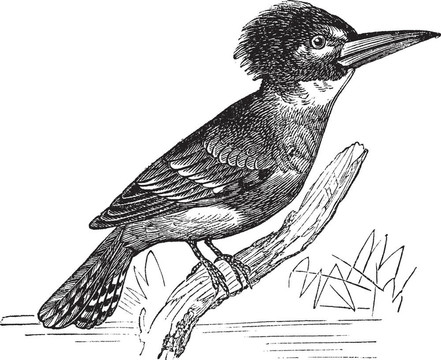 束帶翠鳥(niǎo)或帶翠鳥(niǎo)復(fù)古雕刻