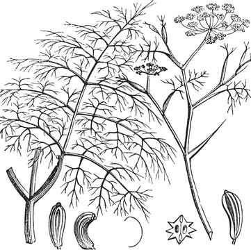 小茴香、Foeniculum vulgare；復(fù)古雕刻