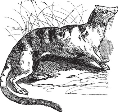 縞椰子貓（Hemigalus derbyanus）復(fù)古雕刻