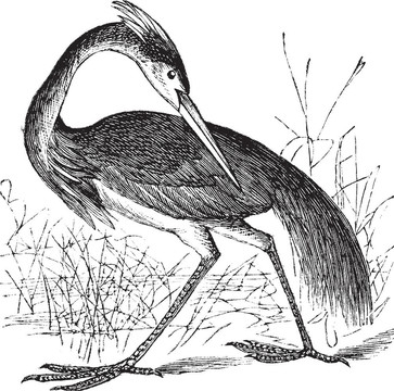 路易斯安那鷺（Ardea ludoviciana）或三色鷺（Egretta tricolor）復(fù)古雕