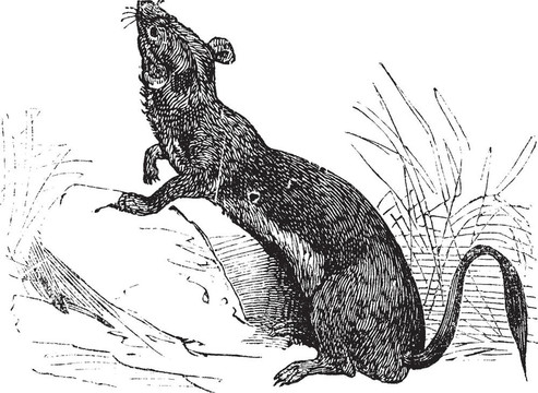 鼬（Mustela erminea）或貂毛皮復古雕刻在夏天